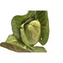 Spitzkohl 1 Stück