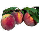 Pfirsiche 1kg