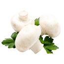 Champignons weiß Bio